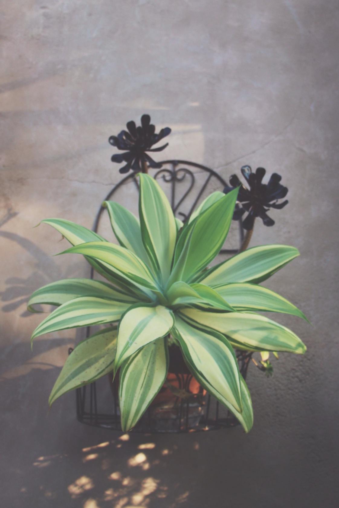 Succulent Sighting: Disneyland :: The succulents of Rancho del Zocalo restaurant in Frontierland at Disneyland Resort in California.&nbsp;&nbsp;